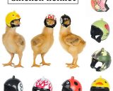 Pet Chicken Helmet Small Pet Headgear Pet Bird Creative Hat Head Protecter - Flkwoh 9uk13787-OF1203 9348381009030